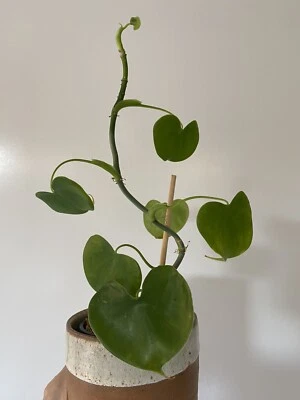 Heart Leaf Philodendron Plants Gumtree Australia Free Local Classifieds