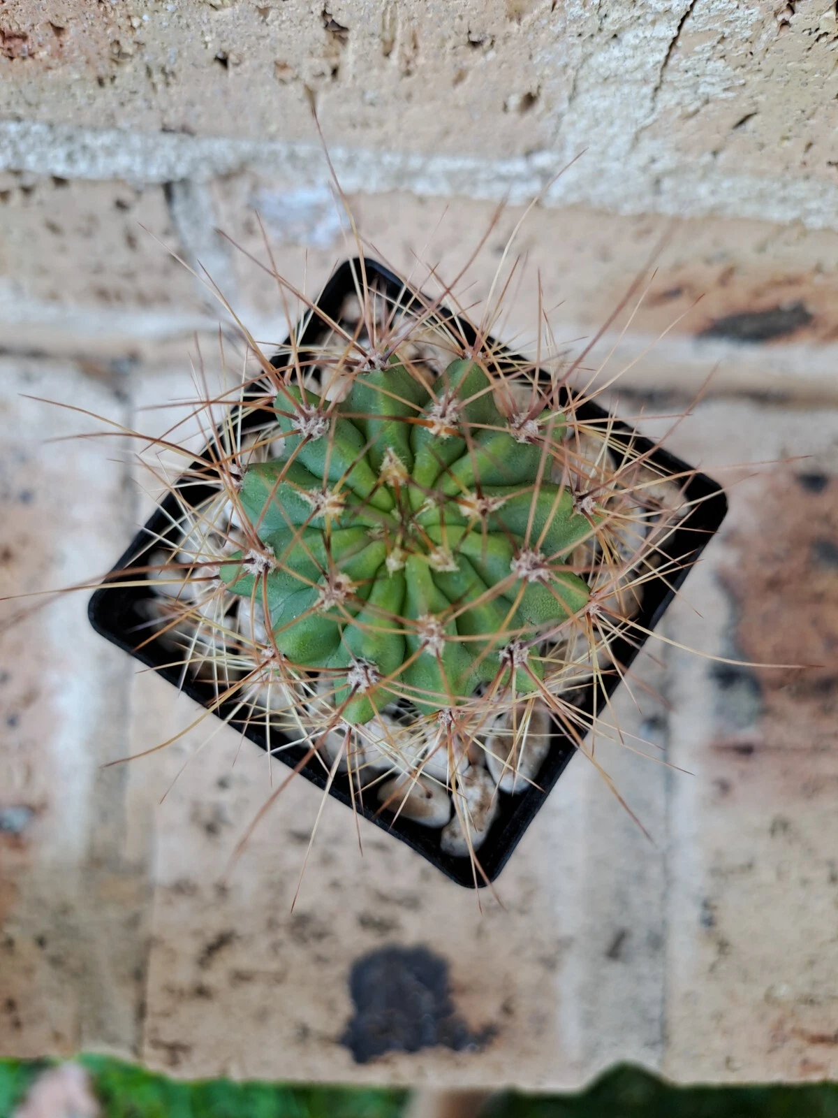 Picture 5 of 6