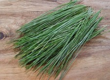 Dried White Pine Needles - 1/2 Pound 8 Oz - 100 Organic Air Dried Premium