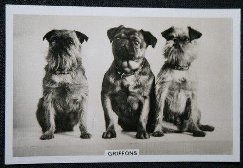 GRIFFON BRUXELLOIS  Vintage 1939 Photo Card   AF30MS
