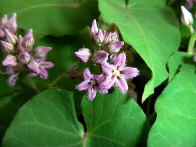 Japanese Rough Potato Metaplexis Japonica Hardy Asclepiad Climber 30fresh Seeds Ebay
