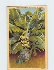 Postcard Banana Tree Showing Bud And Fruit In Florida