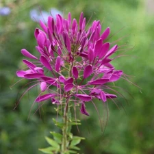 100 Electric Purple Spider Seeds Clome Spinosa Perennial 1174 US Seller Seed
