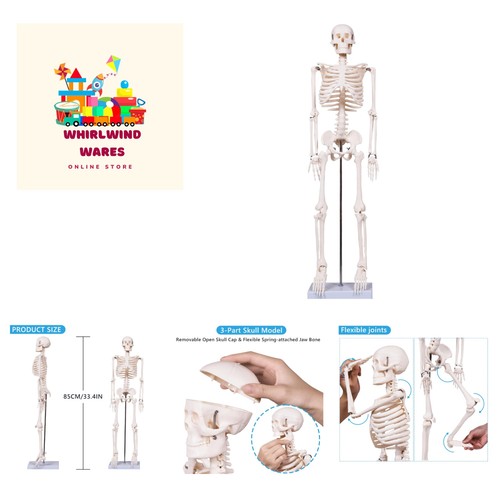 Scientifc Human Skeleton Model for Anatomy, 33.4’’ Skeleton Model with Metal ... - Afbeelding 1 van 8