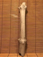 Beautiful 17" DRIFTWOOD Piece Terrarium Taxidermy Aquarium Art Reptile DECOR