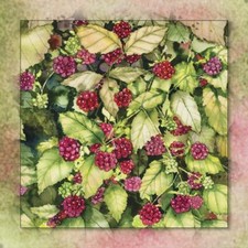 Ceramic Backsplash Tile Mural Fruit Vegetable Kitchen/Bathroom - Blackberries