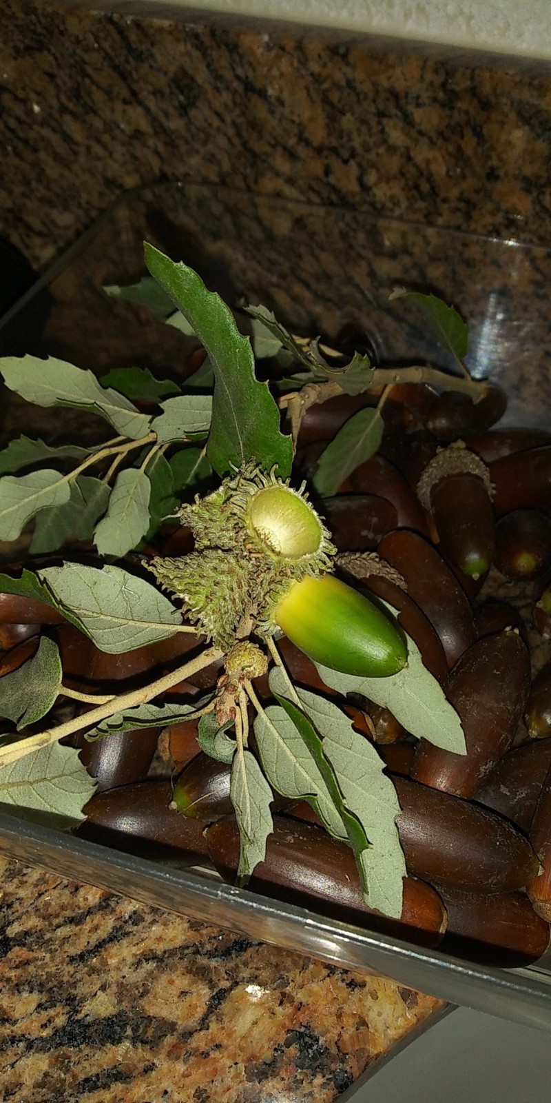 Acorns, Cork Oak, 100ct Fresh, Standard Pick - Fall 2025 - Good for Growing