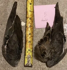 Northern Shoveler DUCK Matching Wing Pair FLY TYING Feather Material Salmon Wood