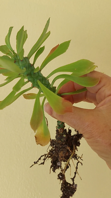 Euphorbia Monadenium Stapeloides Guentheri (medusa) Succulent Cactus Plant  | eBay