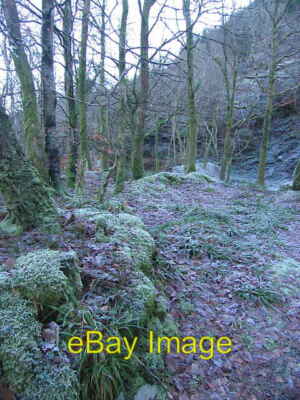 Photo 6x4 Trees by the Ystwyth Llanafan The southern bank of the Afon Yst c2008