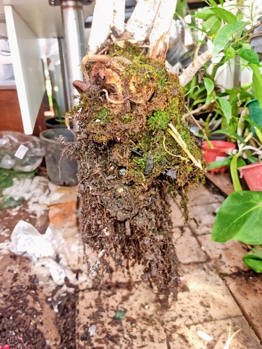 Bonsai Grove Fig Trees - Picture 7 of 10