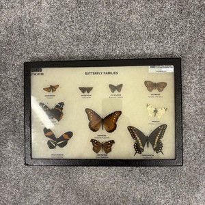 Vintage Butterfly Collection | eBay