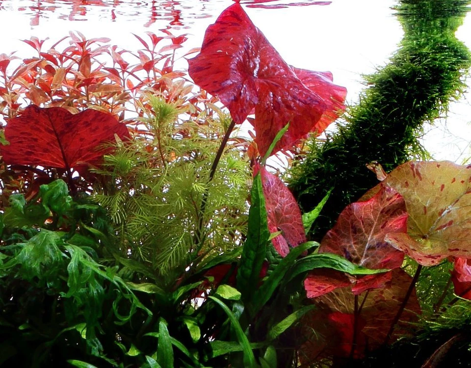 Plante D’Aquarium Tropica Tigerlotus Nymphaea Lotus, Eau Douce - Photo 1/4