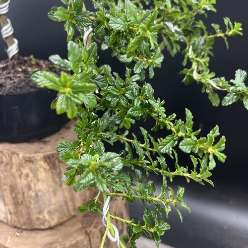 Ceanothus Blue bonsai tree - Picture 13 of 15
