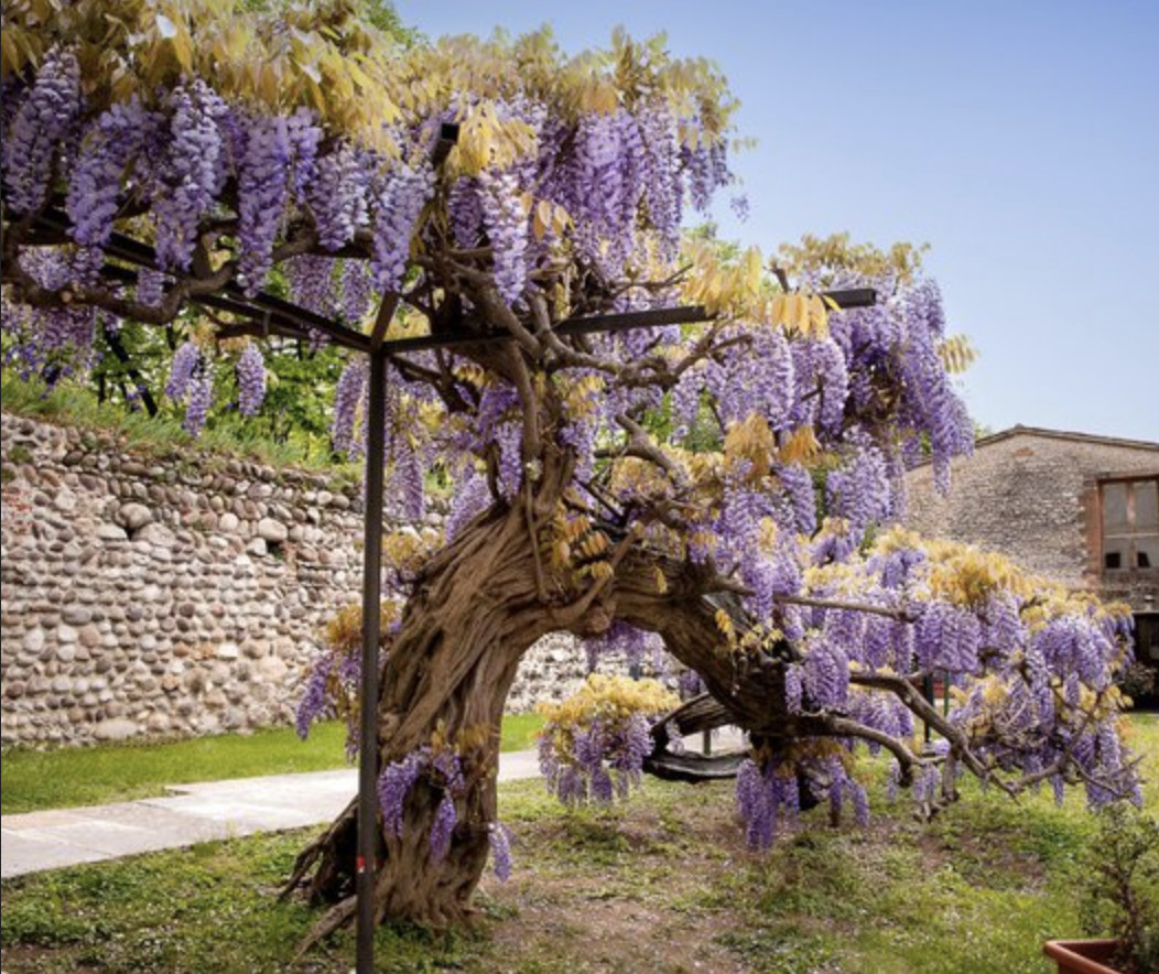 Afrikanischer Blauregen Samen - Bolusanthus speciosus - Exotisch