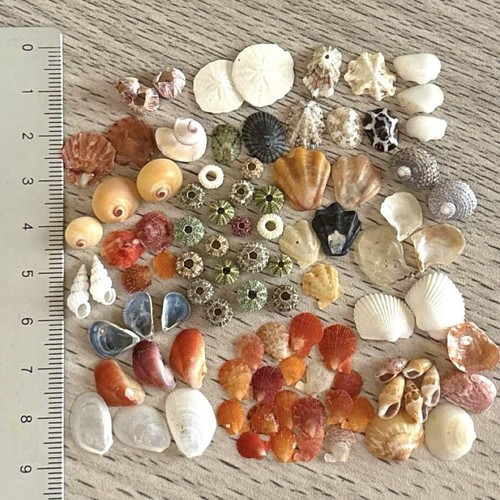 A set of tiny sea urchins and shells Genuine Sea shells From Japan - Picture 3 of 4