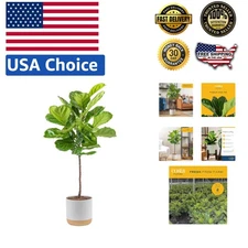 Stunning Fiddle Leaf Fig Tree, 3-4 Feet Tall Indoor Plant Gift in Decorative Pot