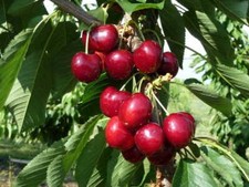 Pianta di ciliegio Lapins vaso 24cm