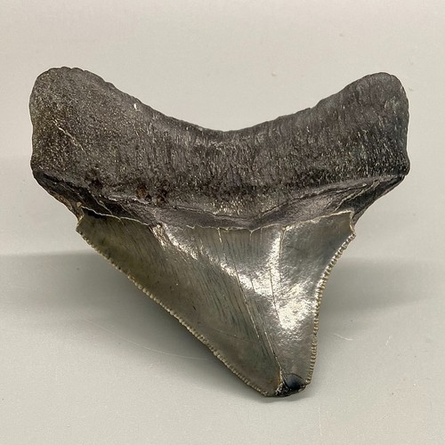 Sharply Serrated Lateral 3.13" Fossil MEGALODON Shark Tooth - USA - Wide/Thick - Picture 7 of 7