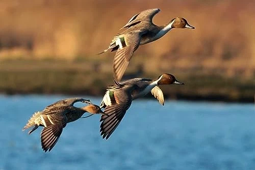 Primos Hunting 839 Duck Call, Power Drake & Duck Whistle - Image 3 of 4