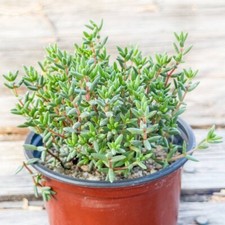 Crassula biplanata - Crassula Bippi - Live Plant