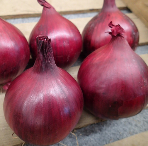Red Onion Plug Plants "Grow Your Own" Vegetables **LETTERBOX FRIENDLY