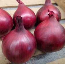 Red Onion Plug Plants - "Grow Your Own" Vegetables **LETTERBOX FRIENDLY**