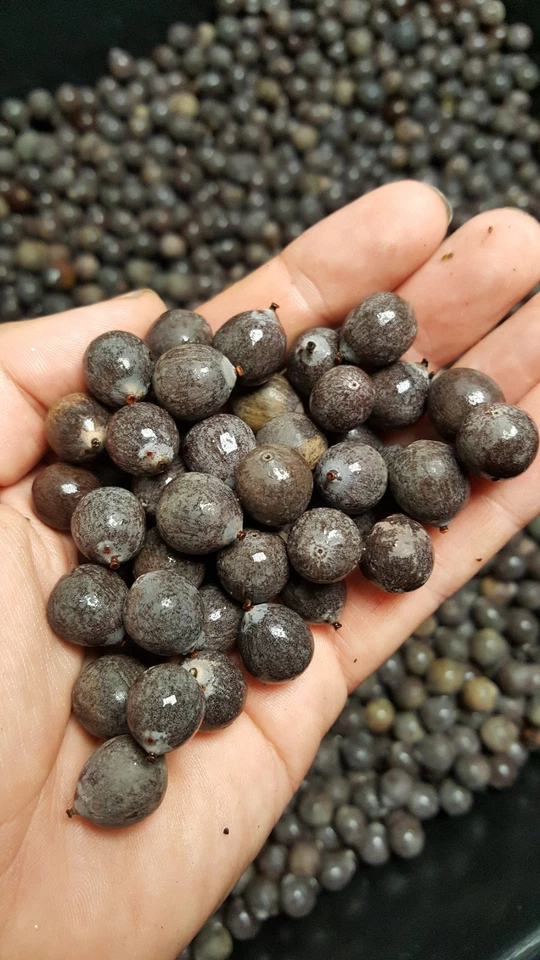 ¡20 semillas de loto americano para cultivar! Nelumbo lutea, ¡nativo de EE. UU.! Resistente al frío Foto 4 de 4