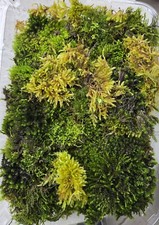 Live Fresh Moss Assortment/Grown In PNW WA./Terrarium/Fairy Garden Decor
