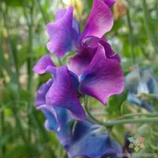 50+ Blue Shift Sweet Pea Seeds for Garden Planting - USA - FREE SHIPPING!