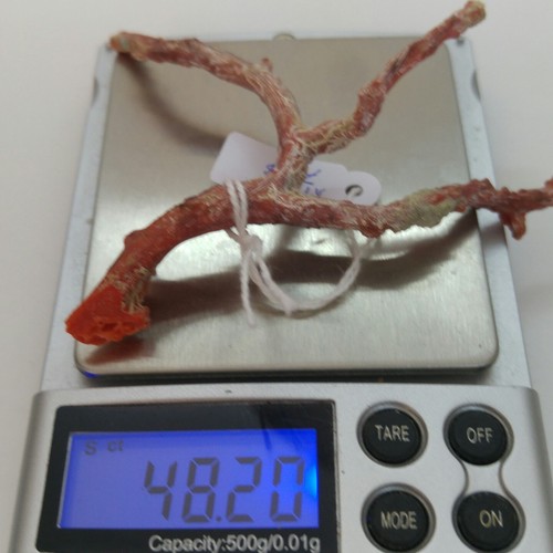 Natural Red Coral Branch 48 cts Rough Minearls Specim Mediterranean Sea - Picture 10 of 12