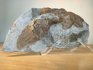 RARE Ichthyosaur Shoulder Girdle & Paddle With Humerus Fossil – Charmouth UK