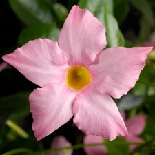 102 DIPLADENIA MADINIA MAXIMO LIGHT PINK Live Plants Plugs Garden Planters AV