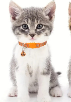 Sale statt 3,99  jetzt 2,49   !! Reflektierende Katzenhalsbänder, zur Sicherheit