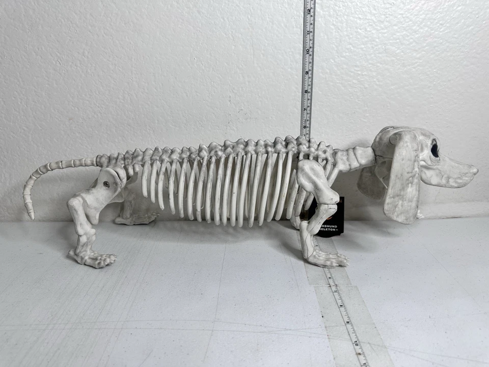 Hyde & EEK! Boutique Dachshund Skeleton Halloween Posable Prop 22" Dog Decor - Image 2 of 4
