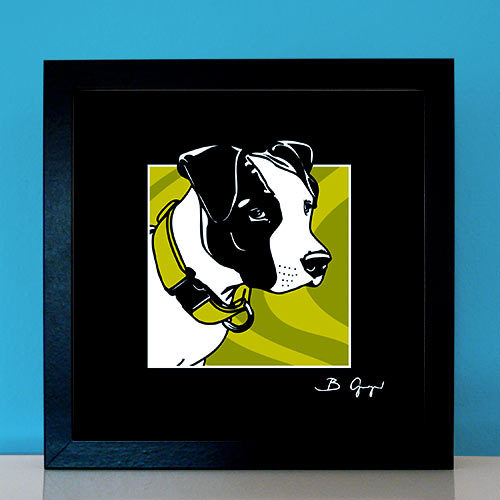 American Staffordshire Terrier Bild Hund Fotos pop dogs Hundeportrait Tierbilder - Bild 2 von 5