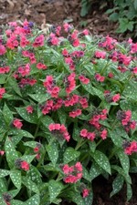 Pulmonaria Perennial in a 3 Litre Pot - Please choose Colour