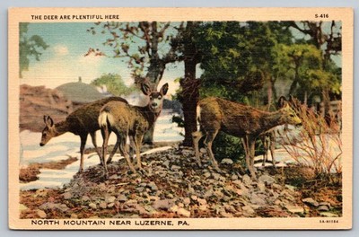 Vintage Linen Postcard of Deer at North Mountain Near Luzerne, PA