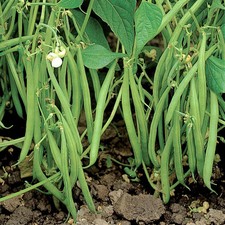 Blue Lake 274 Green Bean Seeds - For 2026 Planting USA Garden Vegetable