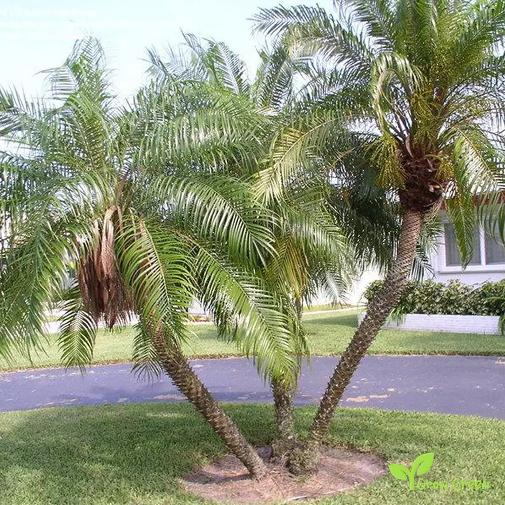 5 Robellini Palm PHOENIX ROEBELENII Pygmi Date Dwarf 5 seeds Sunflower