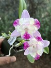 Mini Cattleya - (C. Little Dipper x Slc. Candy Sparks) 11585 — photo 1