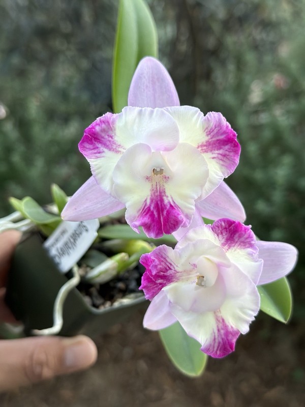 Mini Cattleya - (C. Little Dipper x Slc. Candy Sparks) 11585