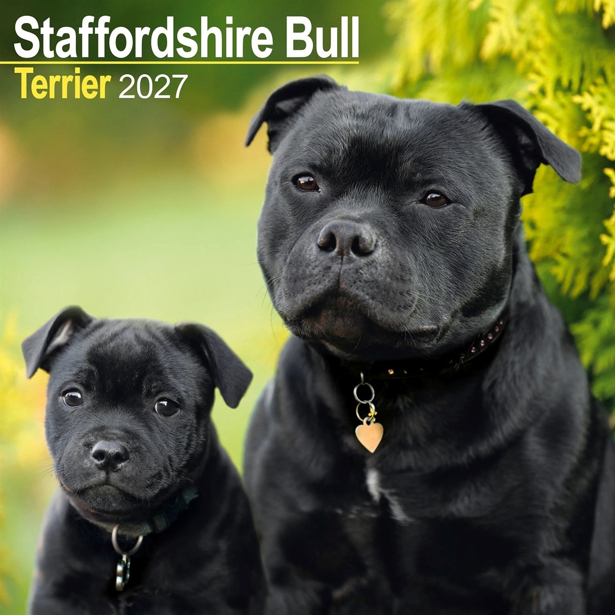 Staffordshire Bull Terrier Wall by AVONSIDE PUBLISHING (Calendar) - Image 5