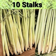 10 Lemongrass READY TO PLANT stalks, Cymbopogon, Mosquito Repellent, Citronella