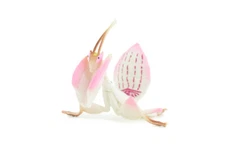 Orchid Mantis Model, Realistic Hand Painted Rubber Insect Toy, 2.5" CH743 BB184