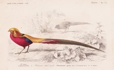 pheasant pheasant Phasianus pictus bird bird engraving steel engraving Orbigny 1861