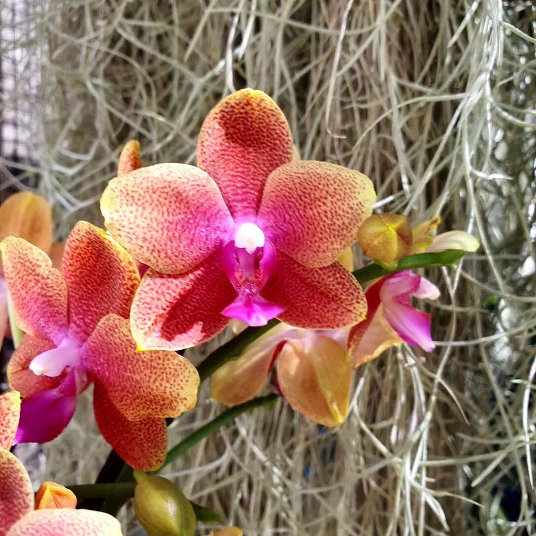 Phalaenopsis Bolgheri orchidée de collection aux reflets violets