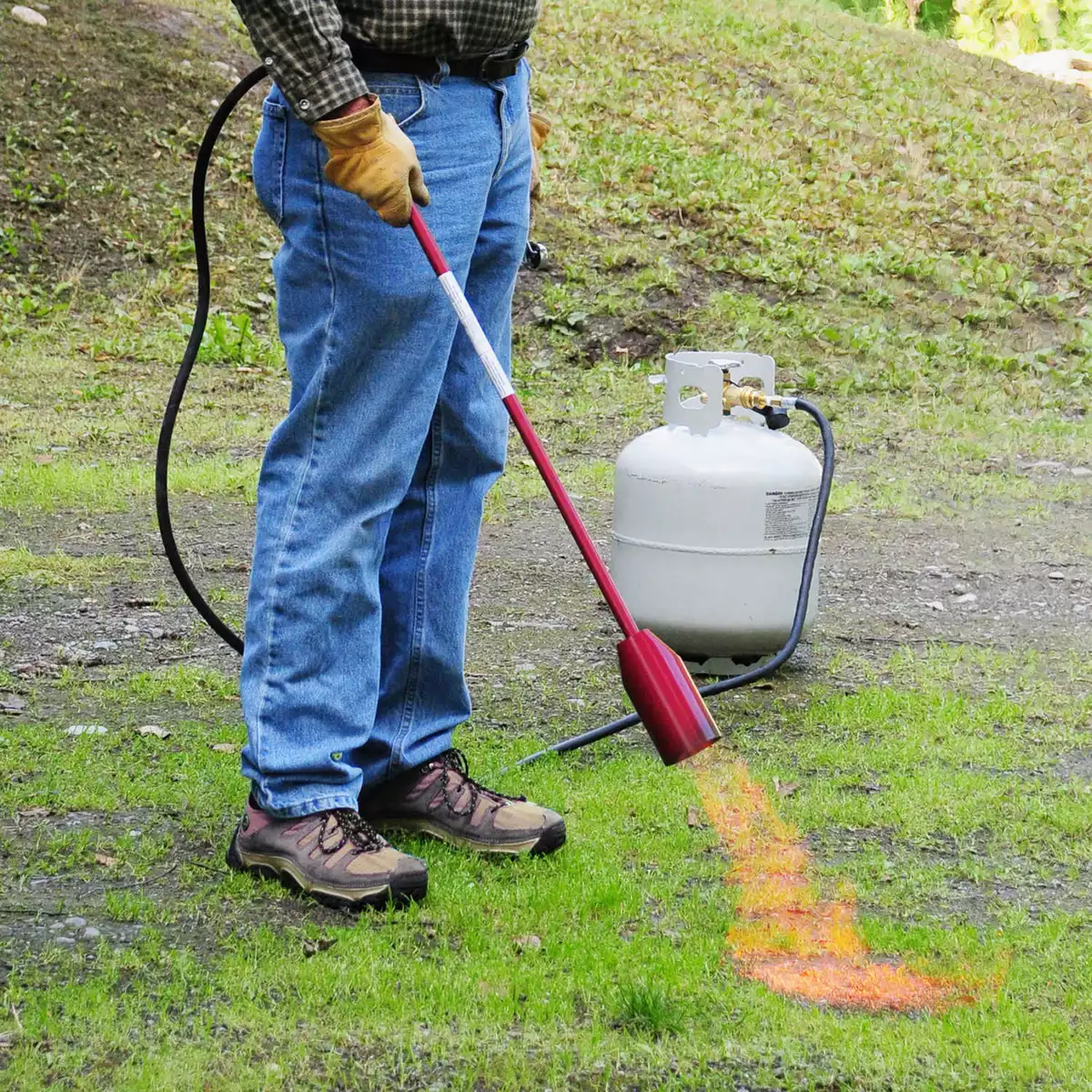 Red dragon sale weed torch
