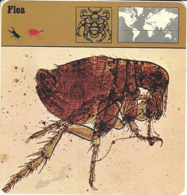rencontrer flea