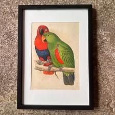 Gravure Originale XIXe – "New Guinea Eclectus" (W.T. Greene, 1884)